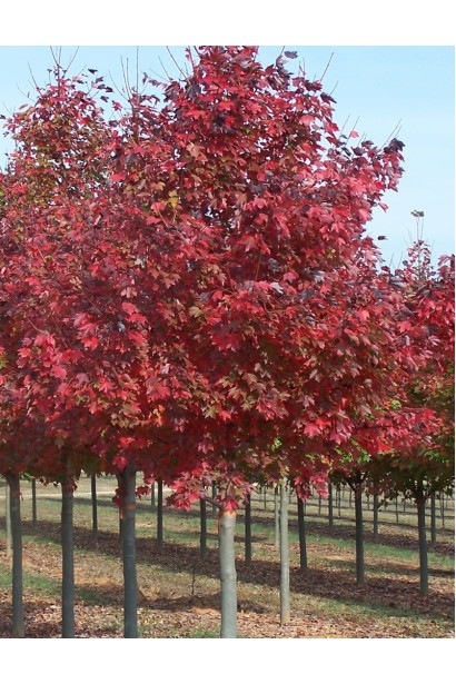 Пірамідальний червоний клен в осінньому саду. 